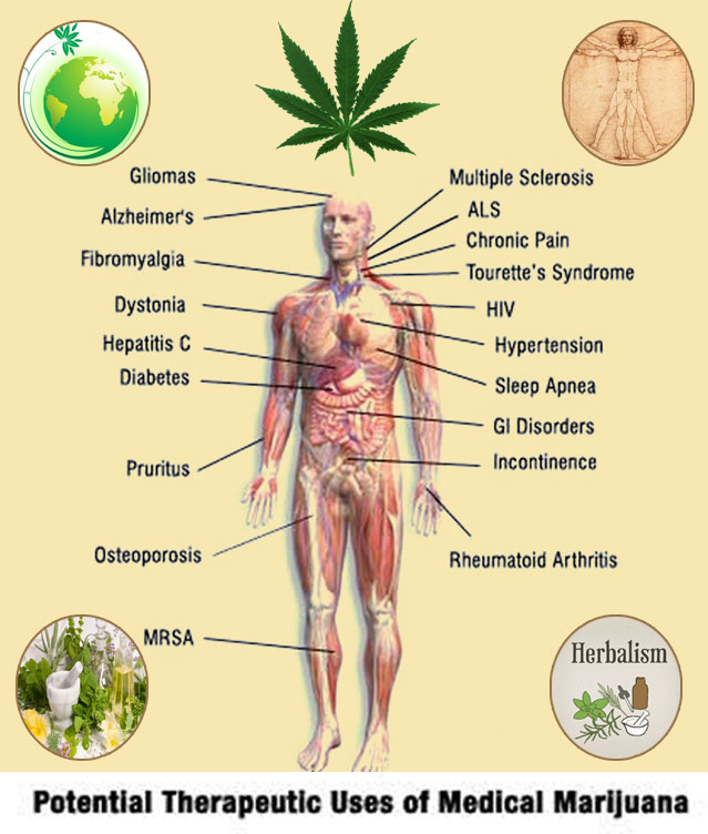 New Research Reveals the Amazing Benefits Hemp That Might Shock You Aa2