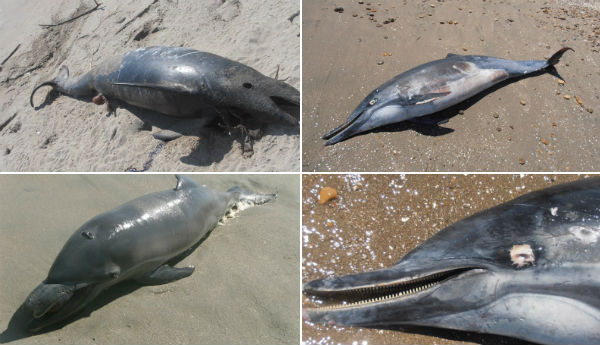 Siguen apareciendo casos de animles muertos pájaros, peces, cangrejos, pulpos, buitres, ballenas y muchas clases de animales  muertos en distintas partes del mundo en los ultimos dias   - Página 5 Untitled1