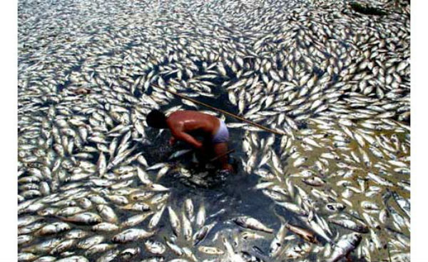 #La Tierra está a las puertas de la sexta extinción masiva de vertebrados#UNA CIVILIZACION SE JUZGA POR COMO TRATA A SUS ANIMALES Fish-dying-pollution