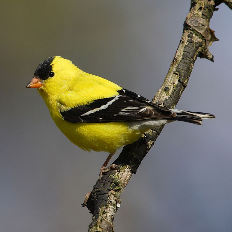 உலகின் மிக அழகான பறவைகள். American-Goldfinch-Carduelis-tristis