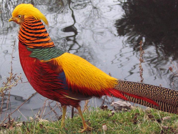 அழகிய பறவைகள். - Page 2 Golden-Pheasant-Chrysolophus-pictus