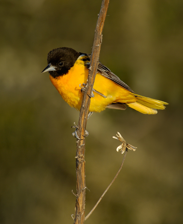 உலகின் மிக அழகான பறவைகள். Northern-Oriole-Icterus-galbula