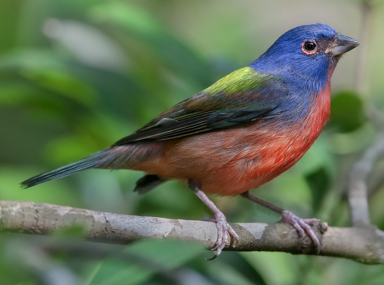 உலகின் மிக அழகான பறவைகள். Painted-Bunting-Passerina-ciris