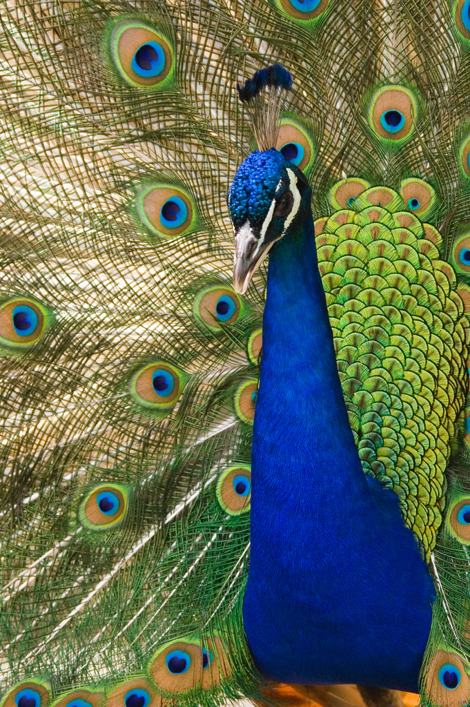 உலகின் மிக அழகான பறவைகள். Peafowl-or-Peacock-Pavo
