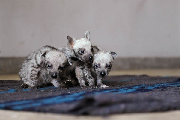 ரசிக்கும் விலங்குகள்  - Page 5 Hyena-cubs-600x401