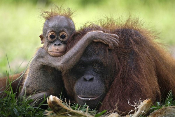 ரசிக்கும் விலங்குகள்  - Page 4 Baby-orangutan-600x403