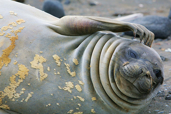 ரசிக்கும் விலங்குகள்  - Page 5 Elephant-seal