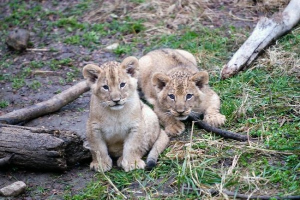 ரசிக்கும் விலங்குகள்  - Page 4 Female-lion-cub-600x399