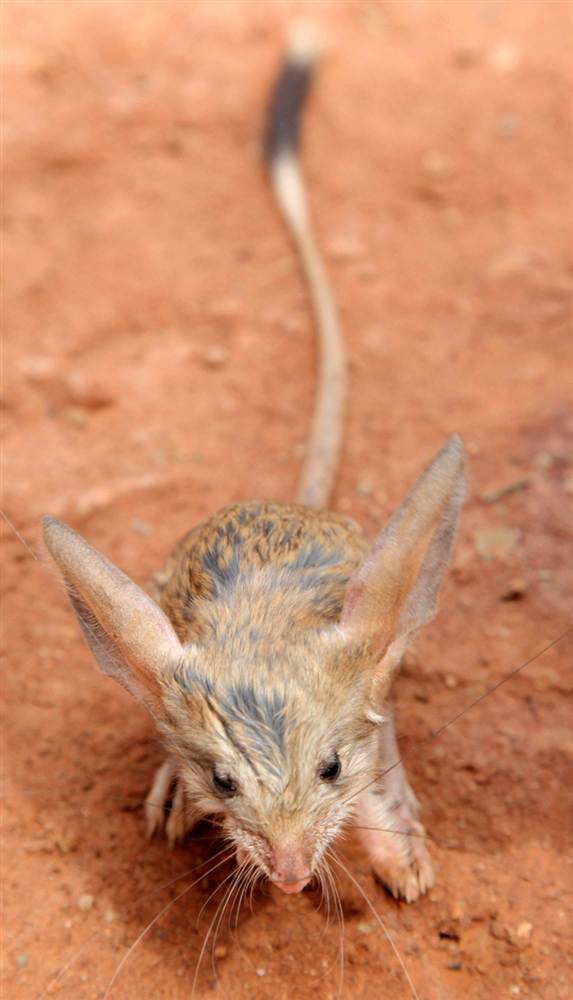 ரசிக்கும் விலங்குகள்  - Page 4 Jerboa