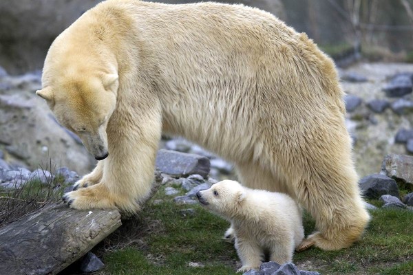 ரசிக்கும் விலங்குகள்  - Page 5 Polar-bear-cub-600x400