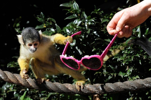 ரசிக்கும் விலங்குகள்  - Page 5 Squirrel-monkey-600x399