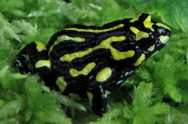 Most Poisonous Frogs of the World Amazing-Tow-Color-Frog-191