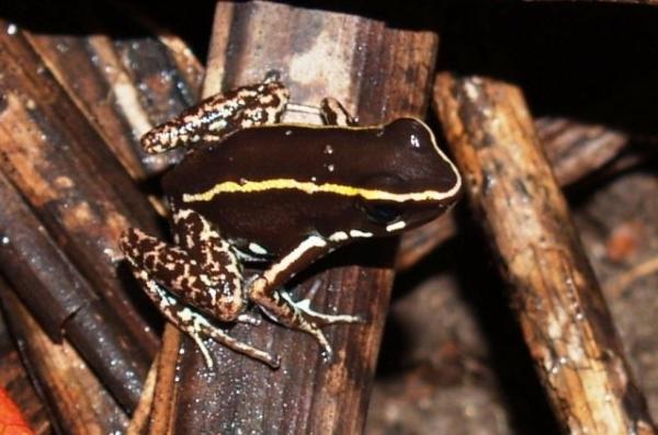 Most Poisonous Frogs of the World Beautiful-frog-on-wood-161