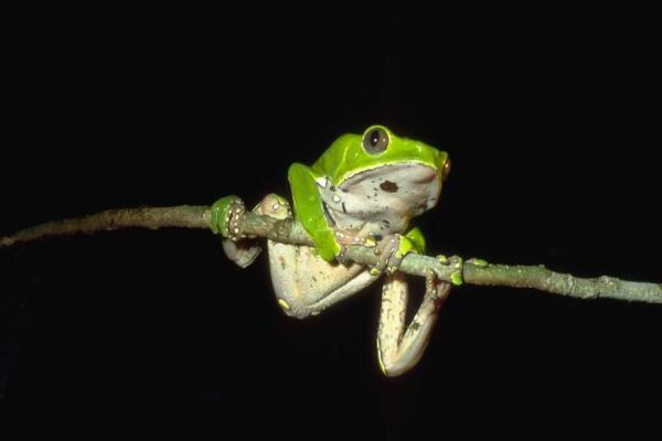 Most Poisonous Frogs of the World Beautiful-green-frogs15