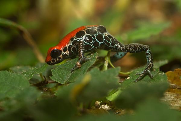 Most Poisonous Frogs of the World Poisonours-Red-and-black-frog-101