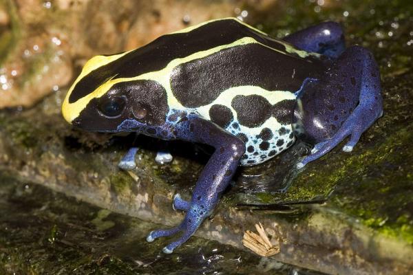 Most Poisonous Frogs of the World Prisionours-Black-Frog-9