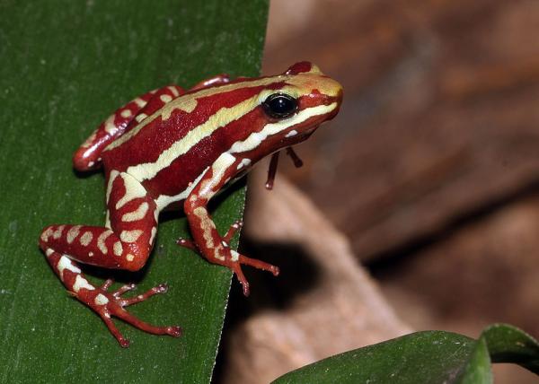 Most Poisonous Frogs of the World Red-and-yelllow-frog-81