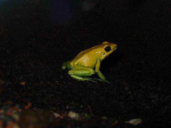 Most Poisonous Frogs of the World Lovely-little-frog-12