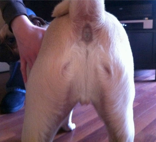 PANTAT ANJING BERGAMBAR YESUS !!!!!! Jesus-on-a-dogs-butt