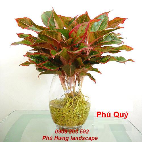 Bán và cho thuê cây xanh văn phòng, cây để bàn, cây trưng bày sự kiện, hội nghị... Ph%20qu%201