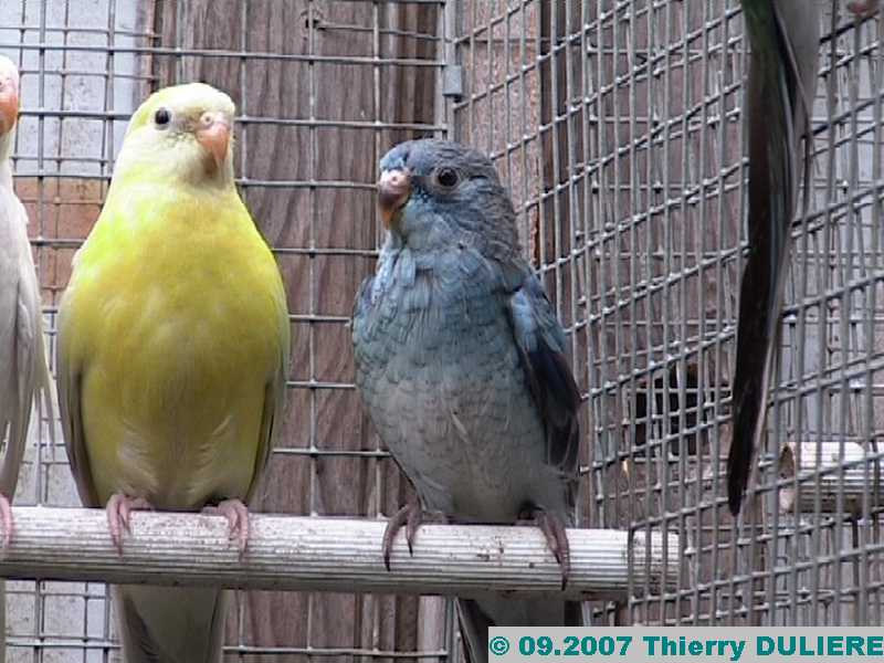 PHOTOS DE CROUPIONS BLEUS AU NID - Page 2 20070905-COBALT%20REDRUMPED%20-%20017