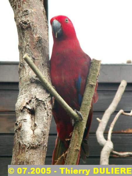 WALSRODE VOGELPARK - ALLEMAGNE - Voyage PF 2005 - Page 3 A2003