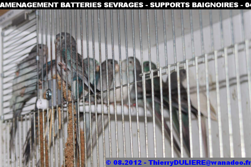 SAISON D'ELEVAGE 2012 - DUDULE - Page 39 AMENAGEMENT%20BATTERIES%20SEVRAGES%20-%20SUPPORTS%20BAIGNOIRES%20-%20041