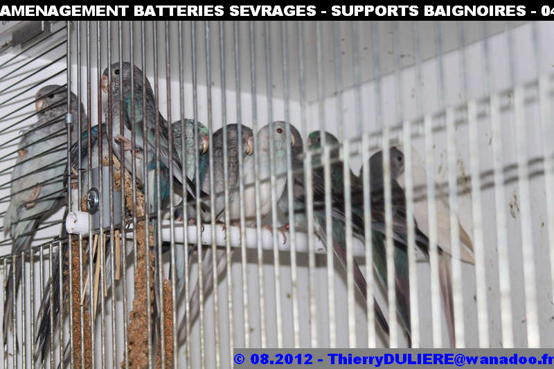 SAISON D'ELEVAGE 2012 - DUDULE - Page 39 AMENAGEMENT%20BATTERIES%20SEVRAGES%20-%20SUPPORTS%20BAIGNOIRES%20-%20042