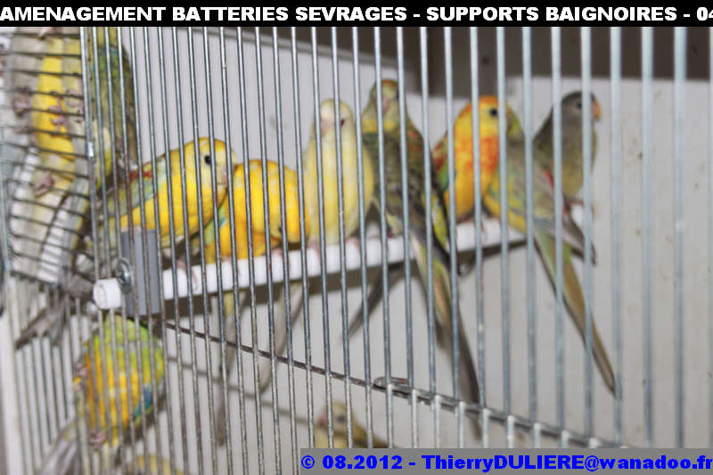 SAISON D'ELEVAGE 2012 - DUDULE - Page 39 AMENAGEMENT%20BATTERIES%20SEVRAGES%20-%20SUPPORTS%20BAIGNOIRES%20-%20044