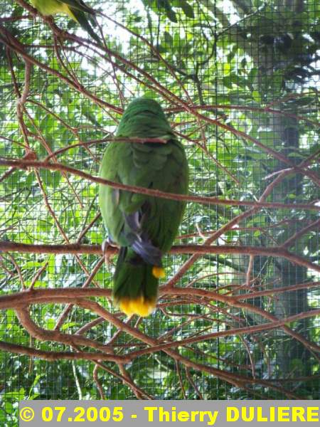 WALSRODE VOGELPARK - ALLEMAGNE - Voyage PF 2005 - Page 3 B2011