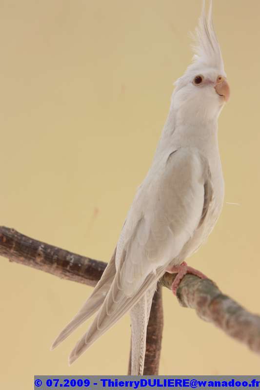 FALLOW-CENDRÉ FACE-BLANCHE vs BRONZE-FALLOW FACE-BLANCHE C043%20-%20231%206096%20FFO%20-%2009.07.13%20-%20001