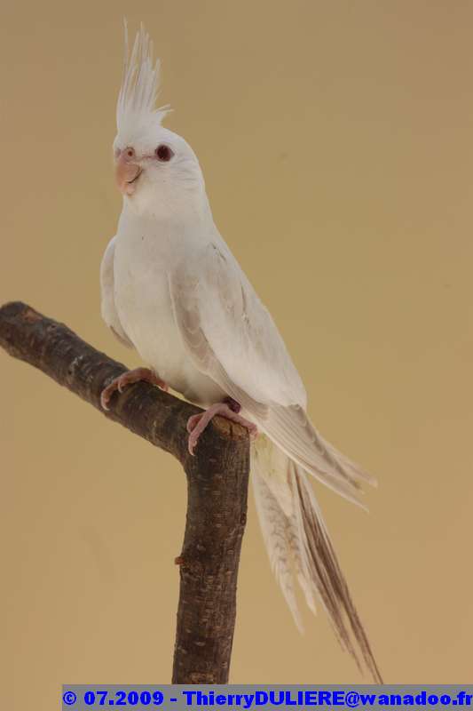 FALLOW-CENDRÉ FACE-BLANCHE vs BRONZE-FALLOW FACE-BLANCHE C066%20-%20019%201086%20UOF%2009%20-%2009.07.10%20-%20002