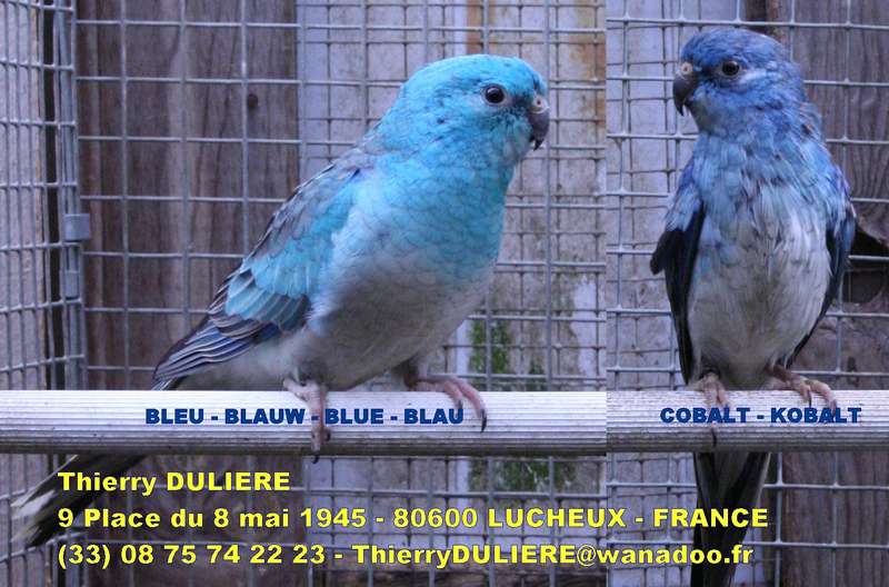 PHOTOS DE CROUPIONS BLEUS AU NID - Page 2 CARTE%20PUB%20CR%20COBALT