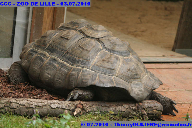 VISITE DU ZOO DE LILLE - SAMEDI 3 JUILLET 2010 - Page 2 CCC%20-%20VICITE%20DU%20ZOO%20DE%20LILLE%20-%2003.07.2010%20-%200051