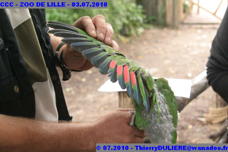 VISITE DU ZOO DE LILLE - SAMEDI 3 JUILLET 2010 - Page 2 CCC%20-%20VICITE%20DU%20ZOO%20DE%20LILLE%20-%2003.07.2010%20-%200085