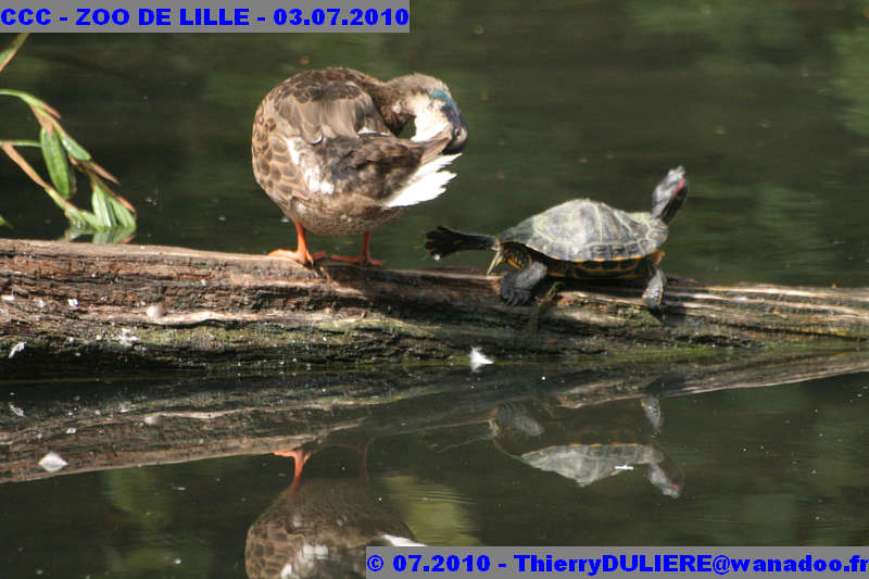 VISITE DU ZOO DE LILLE - SAMEDI 3 JUILLET 2010 - Page 2 CCC%20-%20VICITE%20DU%20ZOO%20DE%20LILLE%20-%2003.07.2010%20-%200094