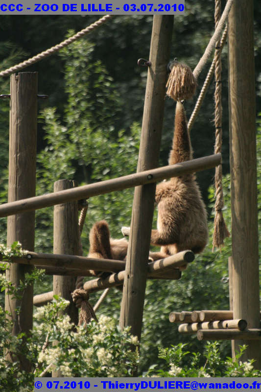 VISITE DU ZOO DE LILLE - SAMEDI 3 JUILLET 2010 - Page 2 CCC%20-%20VICITE%20DU%20ZOO%20DE%20LILLE%20-%2003.07.2010%20-%200097