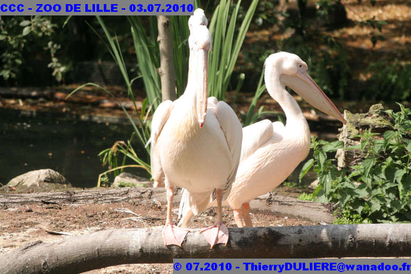 VISITE DU ZOO DE LILLE - SAMEDI 3 JUILLET 2010 - Page 2 CCC%20-%20VICITE%20DU%20ZOO%20DE%20LILLE%20-%2003.07.2010%20-%200099