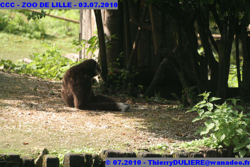 VISITE DU ZOO DE LILLE - SAMEDI 3 JUILLET 2010 - Page 2 CCC%20-%20VICITE%20DU%20ZOO%20DE%20LILLE%20-%2003.07.2010%20-%200101