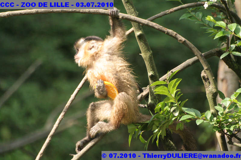 VISITE DU ZOO DE LILLE - SAMEDI 3 JUILLET 2010 - Page 2 CCC%20-%20VICITE%20DU%20ZOO%20DE%20LILLE%20-%2003.07.2010%20-%200109