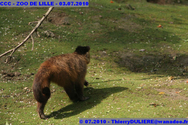 VISITE DU ZOO DE LILLE - SAMEDI 3 JUILLET 2010 - Page 2 CCC%20-%20VICITE%20DU%20ZOO%20DE%20LILLE%20-%2003.07.2010%20-%200111