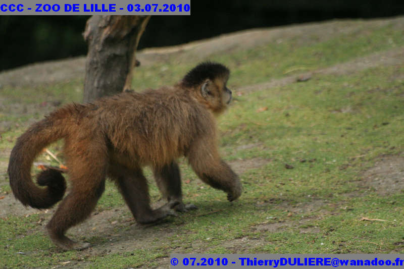 VISITE DU ZOO DE LILLE - SAMEDI 3 JUILLET 2010 - Page 2 CCC%20-%20VICITE%20DU%20ZOO%20DE%20LILLE%20-%2003.07.2010%20-%200115