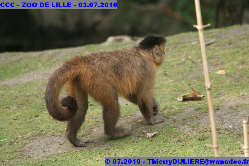 VISITE DU ZOO DE LILLE - SAMEDI 3 JUILLET 2010 - Page 2 CCC%20-%20VICITE%20DU%20ZOO%20DE%20LILLE%20-%2003.07.2010%20-%200116