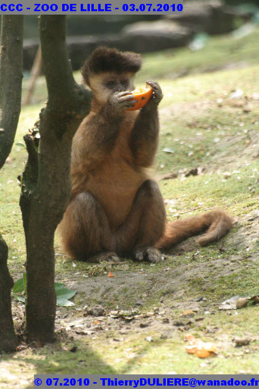 VISITE DU ZOO DE LILLE - SAMEDI 3 JUILLET 2010 - Page 2 CCC%20-%20VICITE%20DU%20ZOO%20DE%20LILLE%20-%2003.07.2010%20-%200125