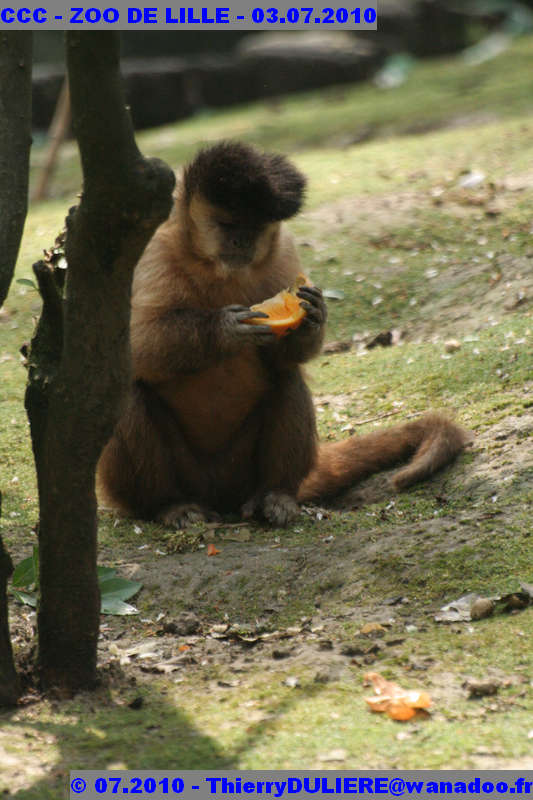 VISITE DU ZOO DE LILLE - SAMEDI 3 JUILLET 2010 - Page 2 CCC%20-%20VICITE%20DU%20ZOO%20DE%20LILLE%20-%2003.07.2010%20-%200126