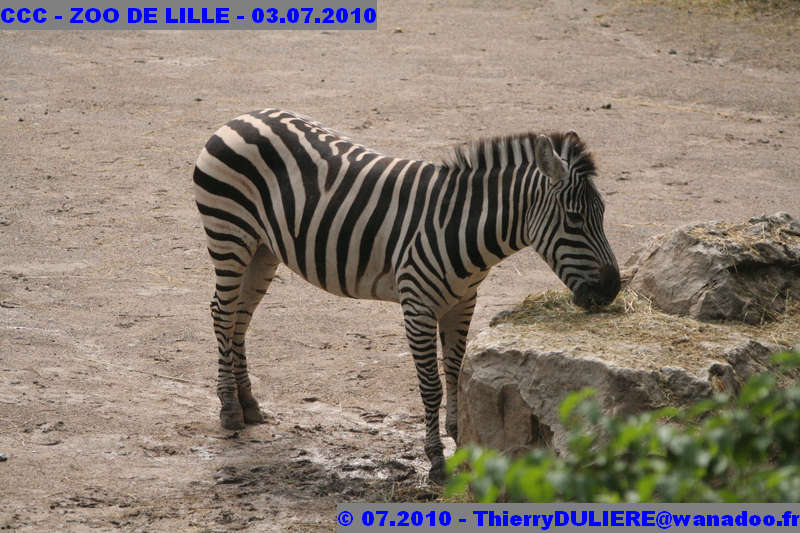 VISITE DU ZOO DE LILLE - SAMEDI 3 JUILLET 2010 - Page 2 CCC%20-%20VICITE%20DU%20ZOO%20DE%20LILLE%20-%2003.07.2010%20-%200138