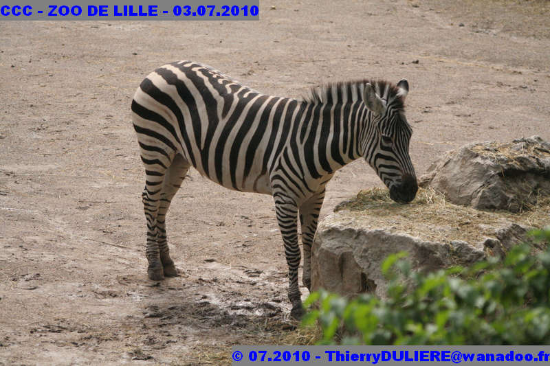 VISITE DU ZOO DE LILLE - SAMEDI 3 JUILLET 2010 - Page 2 CCC%20-%20VICITE%20DU%20ZOO%20DE%20LILLE%20-%2003.07.2010%20-%200139