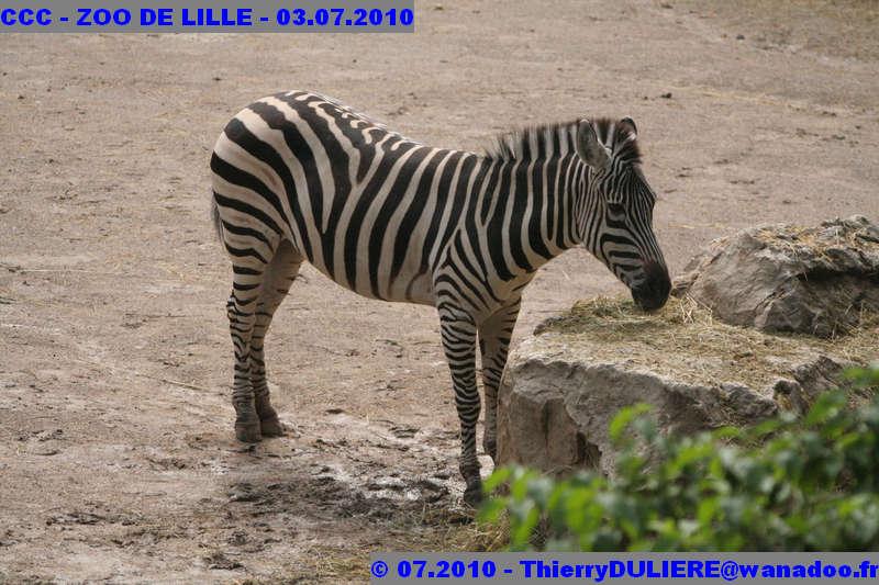 VISITE DU ZOO DE LILLE - SAMEDI 3 JUILLET 2010 - Page 2 CCC%20-%20VICITE%20DU%20ZOO%20DE%20LILLE%20-%2003.07.2010%20-%200140