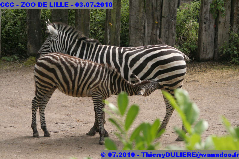 VISITE DU ZOO DE LILLE - SAMEDI 3 JUILLET 2010 - Page 2 CCC%20-%20VICITE%20DU%20ZOO%20DE%20LILLE%20-%2003.07.2010%20-%200143