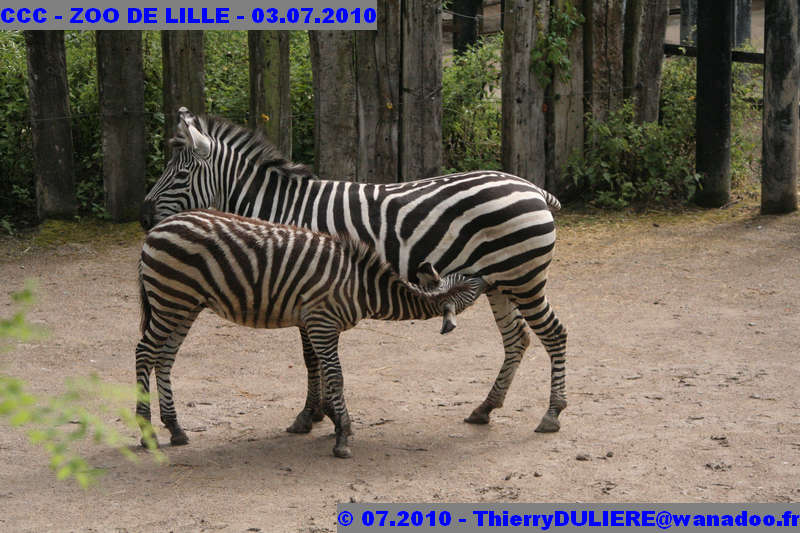 VISITE DU ZOO DE LILLE - SAMEDI 3 JUILLET 2010 - Page 2 CCC%20-%20VICITE%20DU%20ZOO%20DE%20LILLE%20-%2003.07.2010%20-%200149